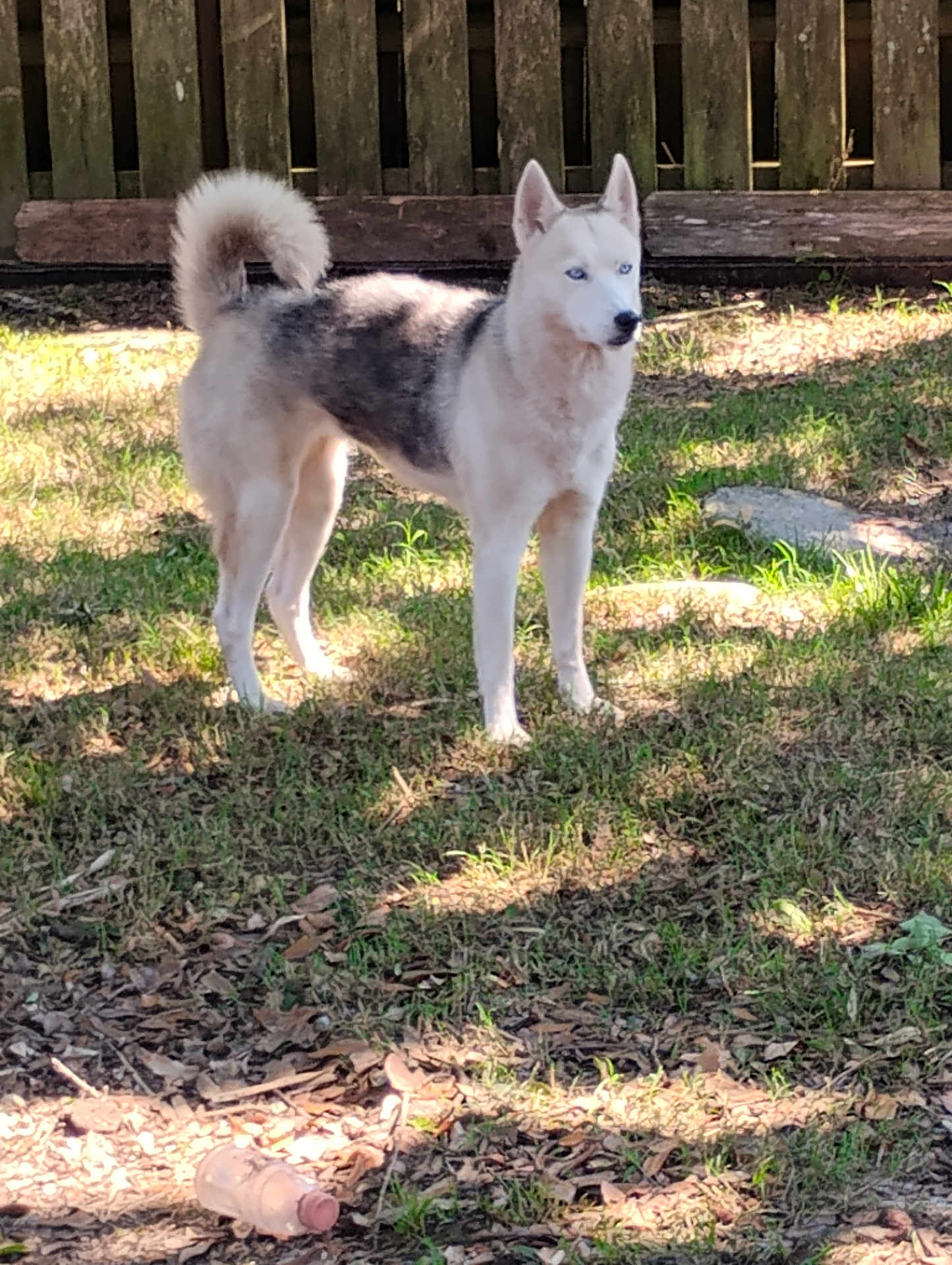 Cherokee joined the competition — help win amazing prizes! husky, dog, blue_eyes, standing, backyard, grass, sunlight, shadow, fence, outdoor, pet, animal, curled_tail, fur, nature, daylight, alert, plastic_bottle, ground, leaf_litter