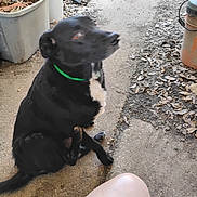 Hans is registered to the contest to win money with this photo: dog, black_dog, green_collar, outdoor, leaves, bucket, concrete, dirt, pet, animal, sitting, side_view, curious, blurry, paw, ground, human_leg, orange_clothing, yard, rustic