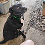 dog, black_dog, green_collar, outdoor, leaves, bucket, concrete, dirt, pet, animal, sitting, side_view, curious, blurry, paw, ground, human_leg, orange_clothing, yard, rustic