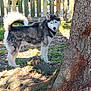 dog, siberian_husky, outdoor, tree, grass, fence, sunlight, pet, animal, canine, blue_eyes, fur, nature, backyard, standing, alert, daylight, shadow, park, leaf