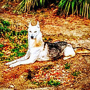 Apache is registered to the contest to win money with this photo: dog, husky, lying_down, outdoor, dirt, leaves, greenery, sunlight, animal, pet, nature, ground, fur, tail, ears, canine, resting, alert, summer, daylight