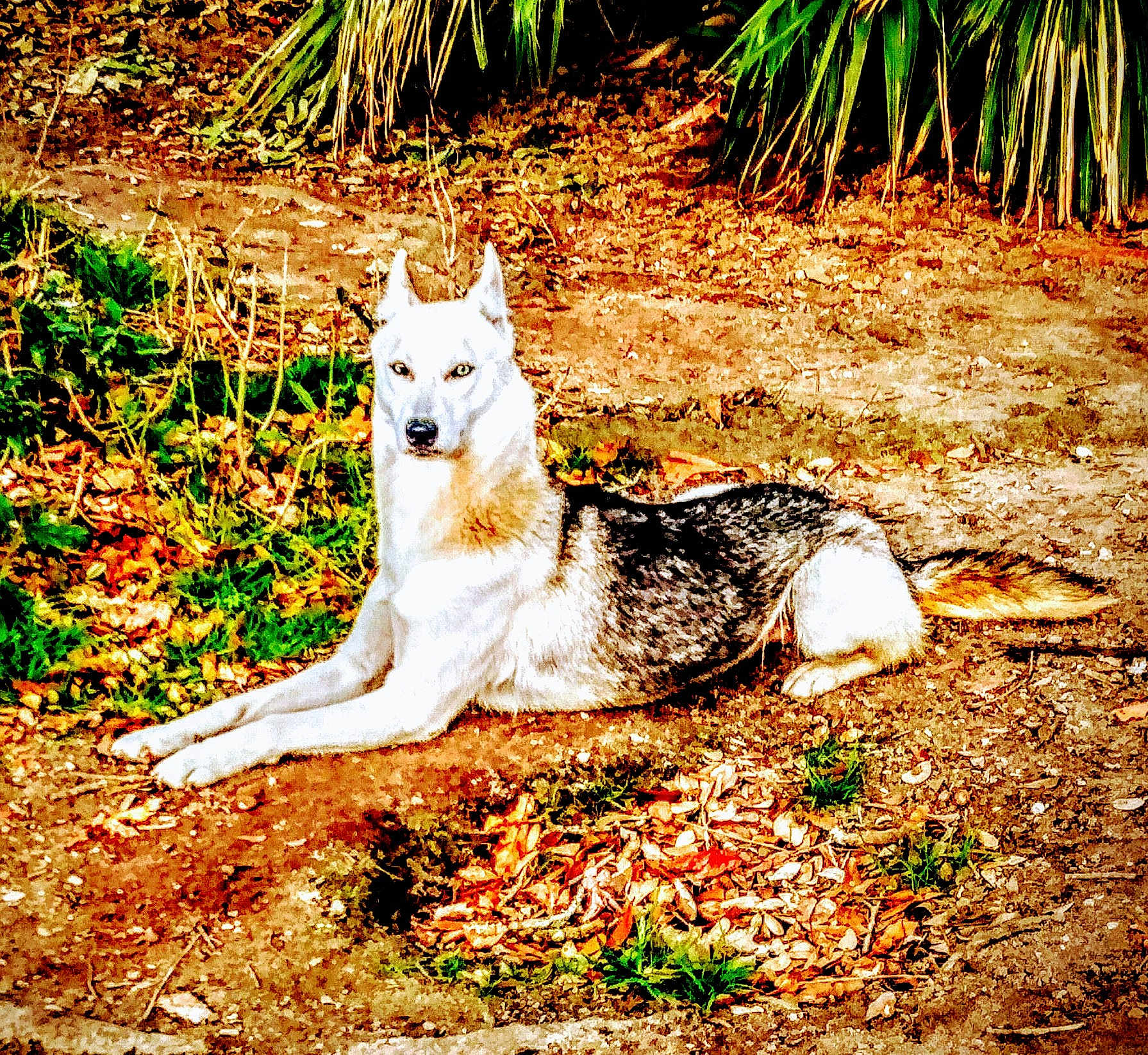 Apache
