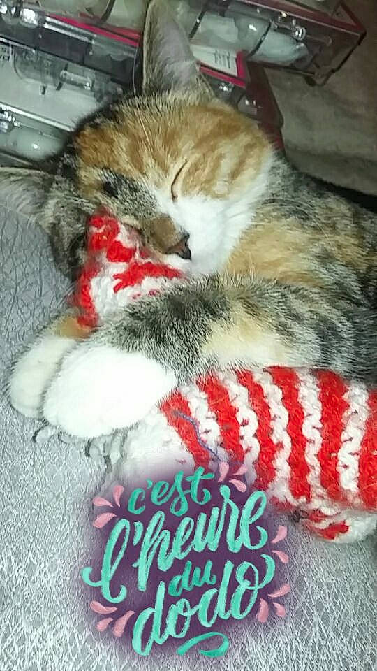 Felina participe au concours pour gagner de l'argent avec cette photo : aegean_cat, asian, carnivore, cat, claw, domestic_short_haired_cat, dragon_li, european_shorthair, felidae, fur, kitten, paw, photo_caption, polydactyl_cat, small_to_medium_sized_cats, tabby_cat, tail, whiskers