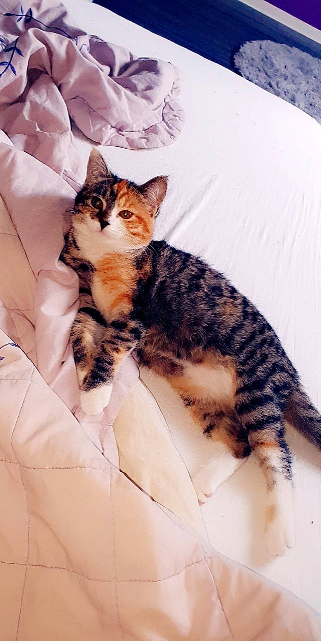 Felina a rejoint le concours — aidez-le/la à gagner de superbes lots ! american_shorthair, american_wirehair, asian, bengal, carnivore, cat, domestic_short_haired_cat, dragon_li, ear, european_shorthair, felidae, fur, kitten, small_to_medium_sized_cats, sokoke, tabby_cat, toyger, whiskers