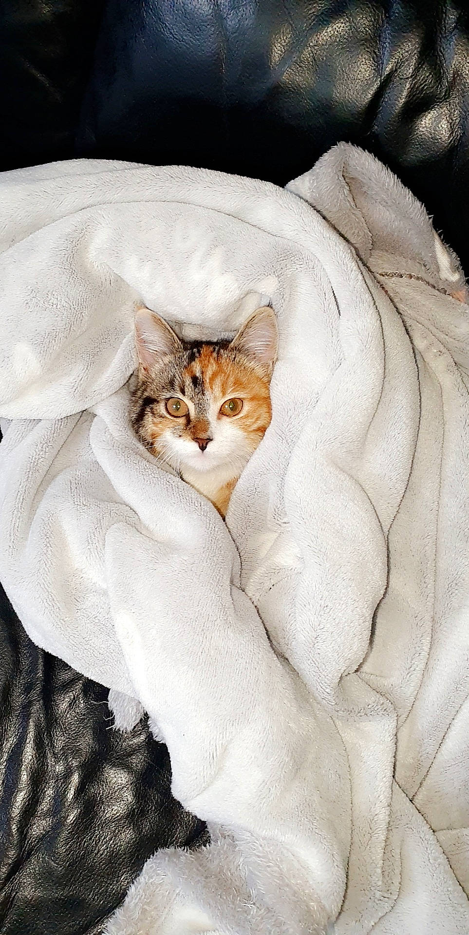 Felina participe au concours pour gagner de l'argent avec cette photo : aegean_cat, asian, burmilla, carnivore, cat, comfort, european_shorthair, felidae, fur, linens, singapura, skin, small_to_medium_sized_cats, whiskers