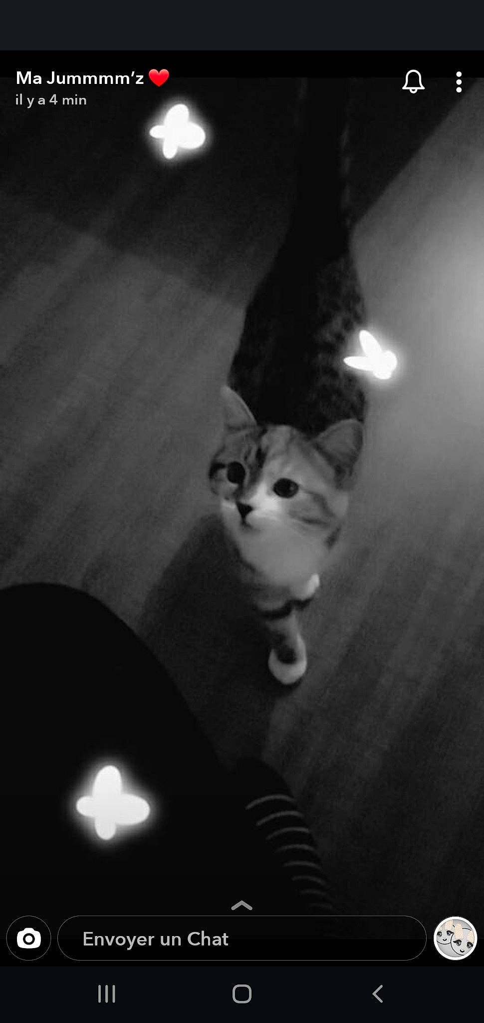 Felina participe au concours pour gagner de l'argent avec cette photo : black, black_and_white, carnivore, cat, darkness, eye, felidae, kitten, leg, monochrome, monochrome_photography, night, paw, photography, sky, small_to_medium_sized_cats, snapshot, tail, whiskers, white