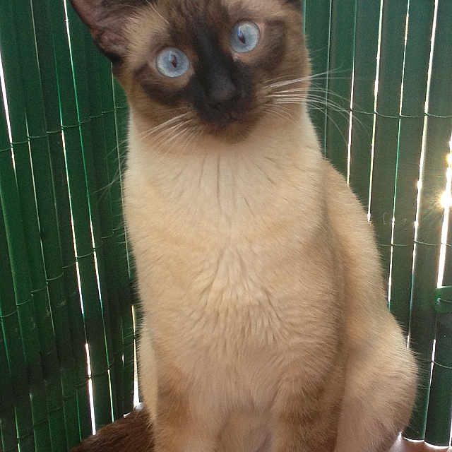 Bella