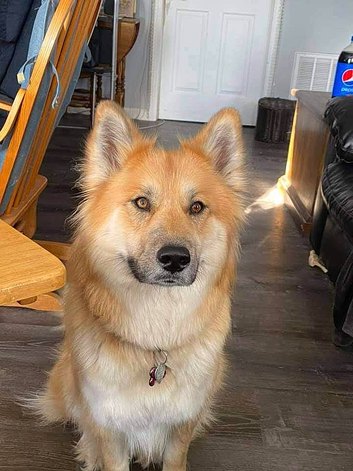 Maisie joined the competition — help win amazing prizes! canidae, carnivore, chair, clock, collar, companion_dog, dog, dog_breed, eye, fawn, flooring, fur, hardwood, snout, spitz, sporting_group, tail, whiskers, wood, working_animal