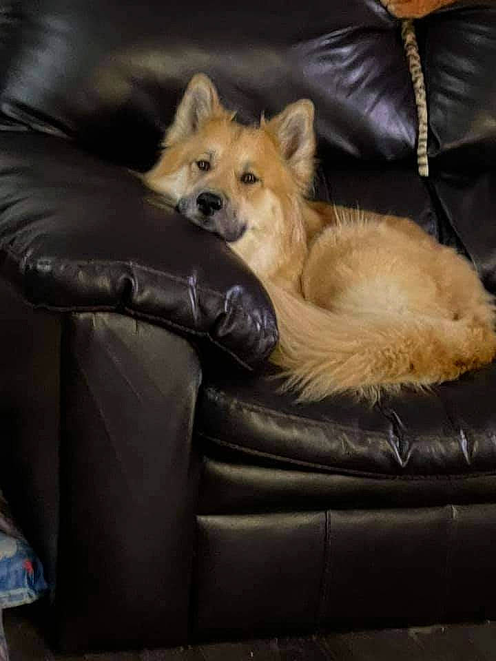 Maisie is registered to the contest to win money with this photo: canidae, carnivore, comfort, companion_dog, couch, dog, dog_breed, fawn, felidae, fur, furniture, leather, sofa_bed, spitz, sporting_group, tail, textile, toy_dog, tree, whiskers