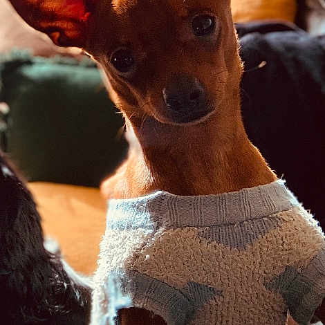 Grogu