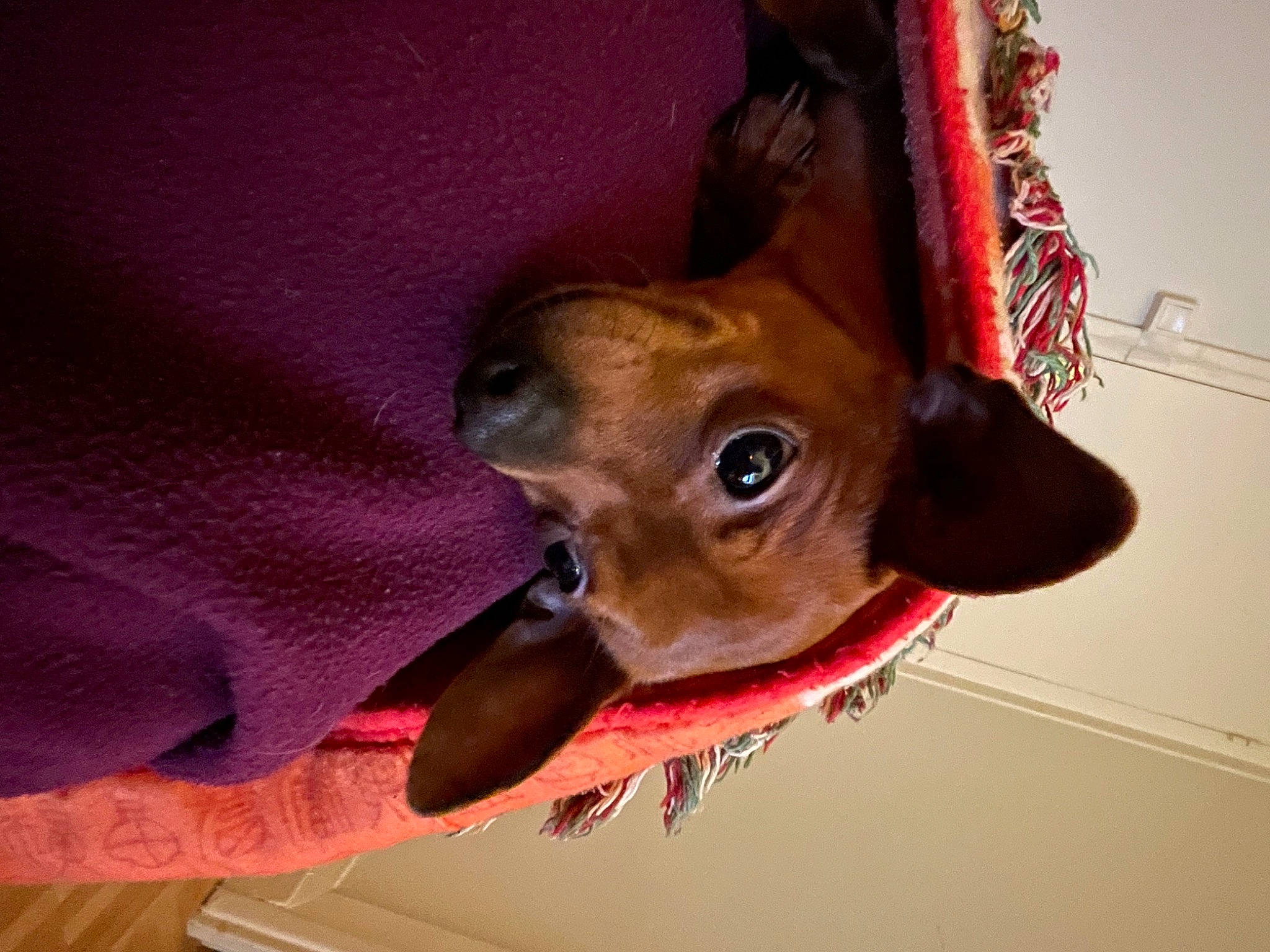 Grogu participe au concours pour gagner de l'argent avec cette photo : canidae, carnivore, collar, companion_dog, costume_hat, dog, dog_breed, dog_clothes, dog_supply, ear, fashion_accessory, fawn, fur, hat, liver, snout, sporting_group, toy_dog, whiskers, working_animal