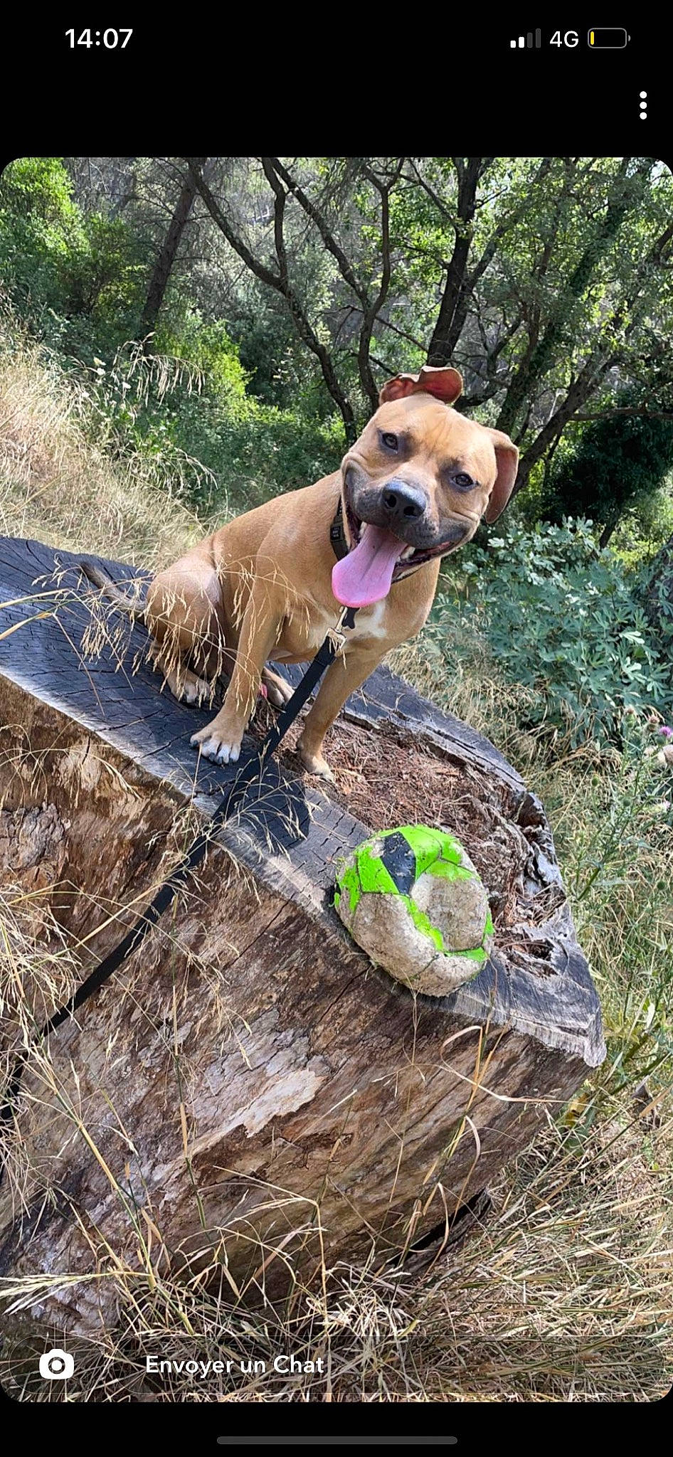 Reïko participe au concours pour gagner de l'argent avec cette photo : ball, canidae, carnivore, collar, companion_dog, dog, dog_breed, dog_collar, dog_supply, fawn, grass, gun_dog, leash, pet_supply, plant, snout, soil, tail, tree, working_animal