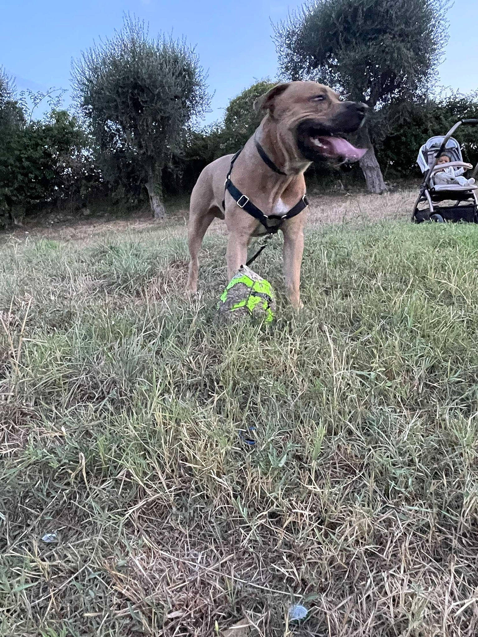 Reïko a rejoint le concours — aidez-le/la à gagner de superbes lots ! carnivore, collar, companion_dog, dog, dog_breed, dog_collar, dog_supply, fawn, grass, grassland, gun_dog, pet_supply, plant, sky, snout, soil, tail, terrestrial_animal, tree, working_animal