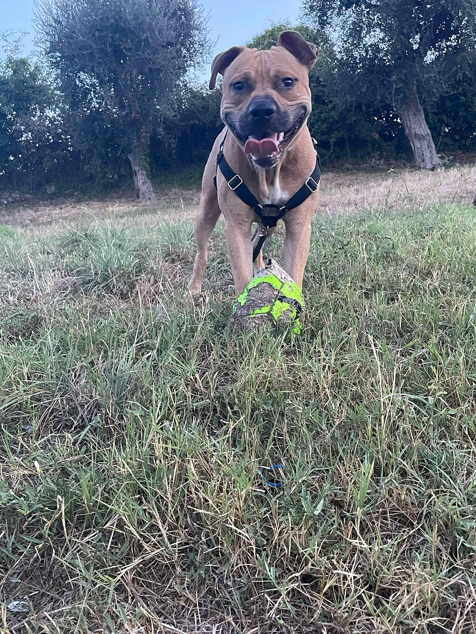 Reïko a rejoint le concours — aidez-le/la à gagner de superbes lots ! carnivore, companion_dog, dog, dog_breed, dog_clothes, eyewear, fawn, grass, grass_family, grassland, happy, leash, people_in_nature, pet_supply, plant, sky, snout, sunglasses, tree, working_animal