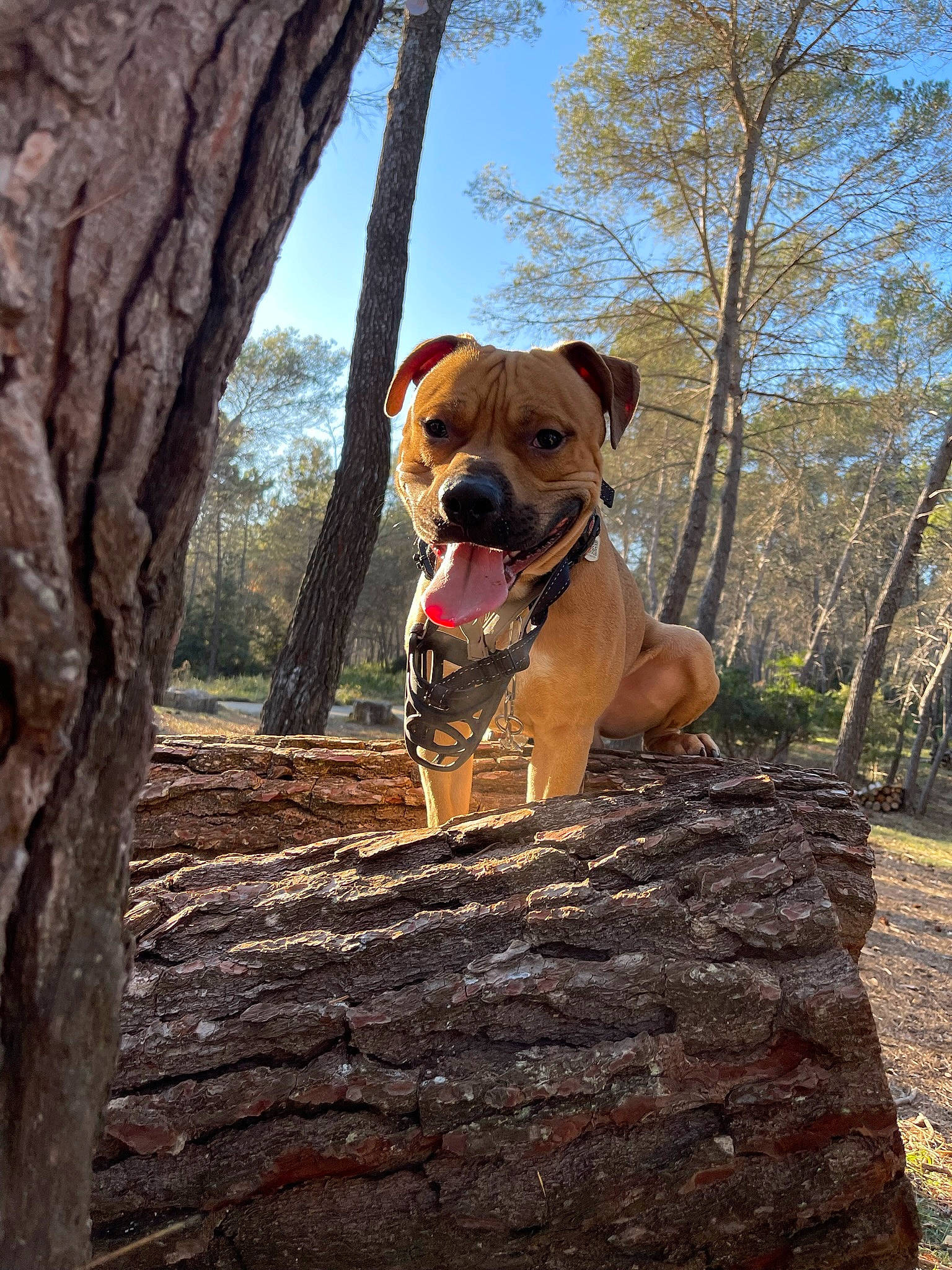 Reïko participe au concours pour gagner de l'argent avec cette photo : canidae, carnivore, collar, companion_dog, dog, dog_breed, dog_collar, fawn, landscape, molosser, pet_supply, plant, rock, sky, snout, sporting_group, tree, trunk, wood, working_animal