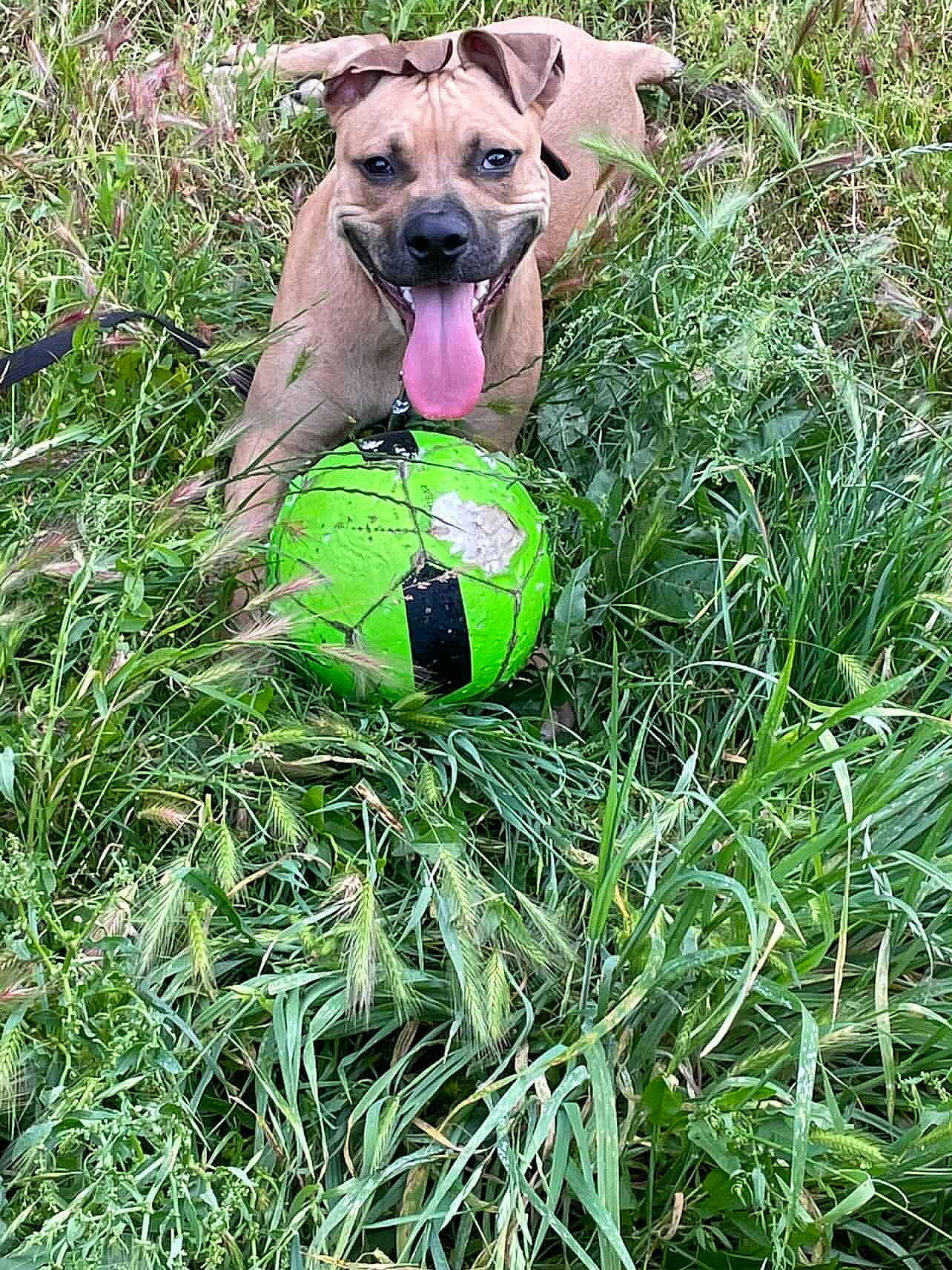 Reïko a rejoint le concours — aidez-le/la à gagner de superbes lots ! canidae, carnivore, collar, companion_dog, dog, dog_breed, dog_collar, dog_supply, fawn, grass, grassland, groundcover, herbaceous_plant, leash, meadow, personal_protective_equipment, plant, snout, sporting_group, whiskers