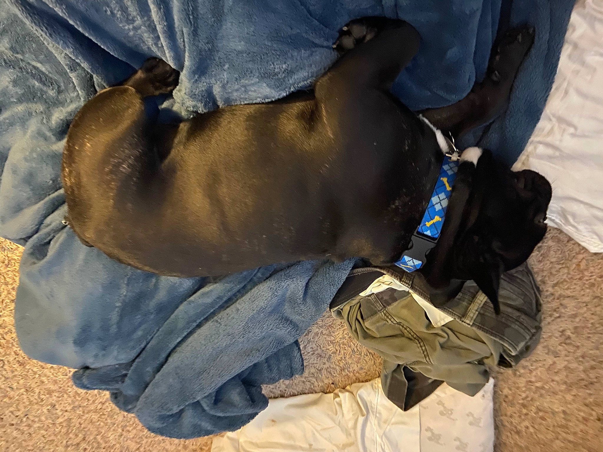 Dexter joined the competition — help win amazing prizes! adventure, bag, canidae, carnivore, denim, dog, dog_breed, elbow, electric_blue, fawn, human_leg, knee, landscape, outdoor_shoe, personal_protective_equipment, snout, sporting_group, thigh, working_animal, wrist