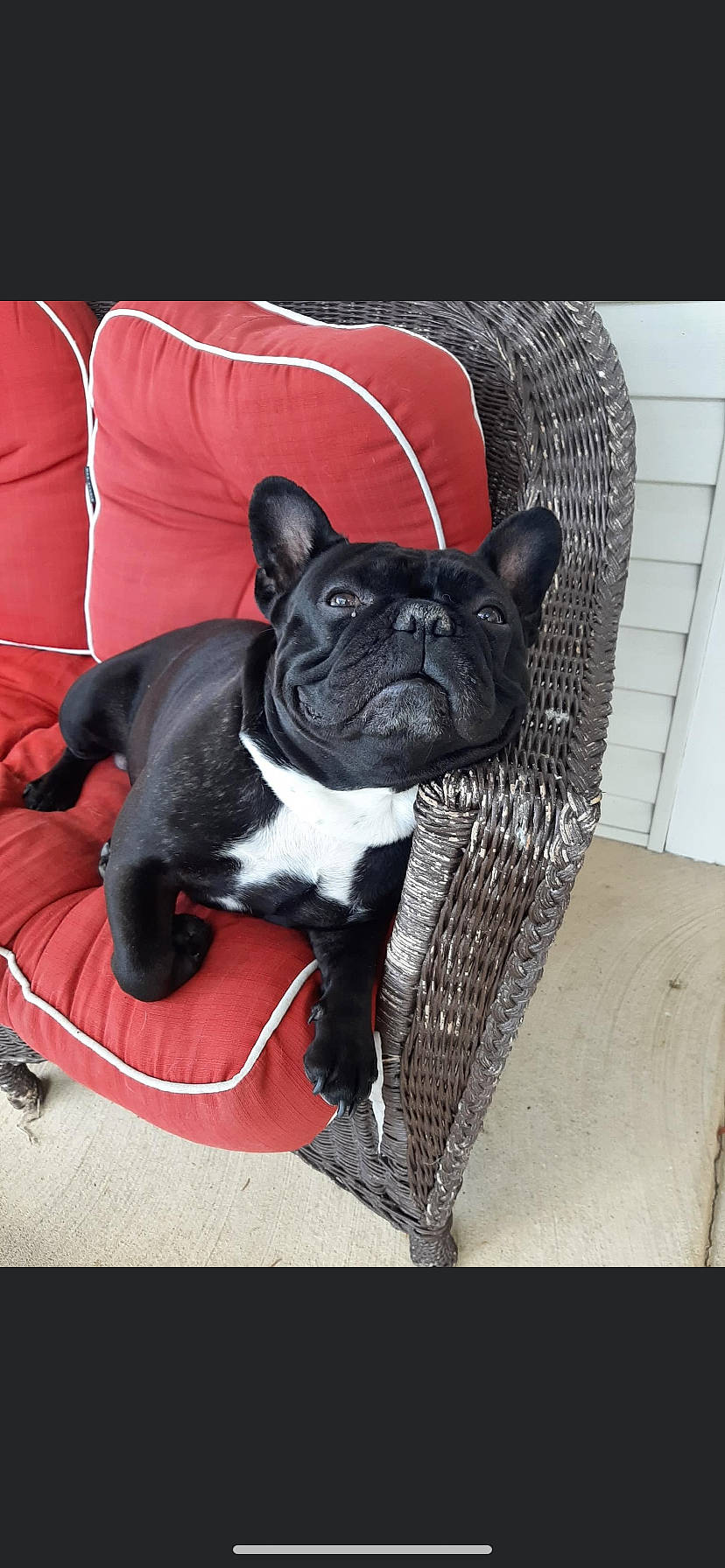Dexter joined the competition — help win amazing prizes! boston_terrier, canidae, carnivore, collar, comfort, companion_dog, dog, dog_breed, dog_collar, fashion_accessory, fawn, french_bulldog, pet_supply, snout, sporting_group, tail, terrestrial_animal, toy_dog, whiskers, working_animal