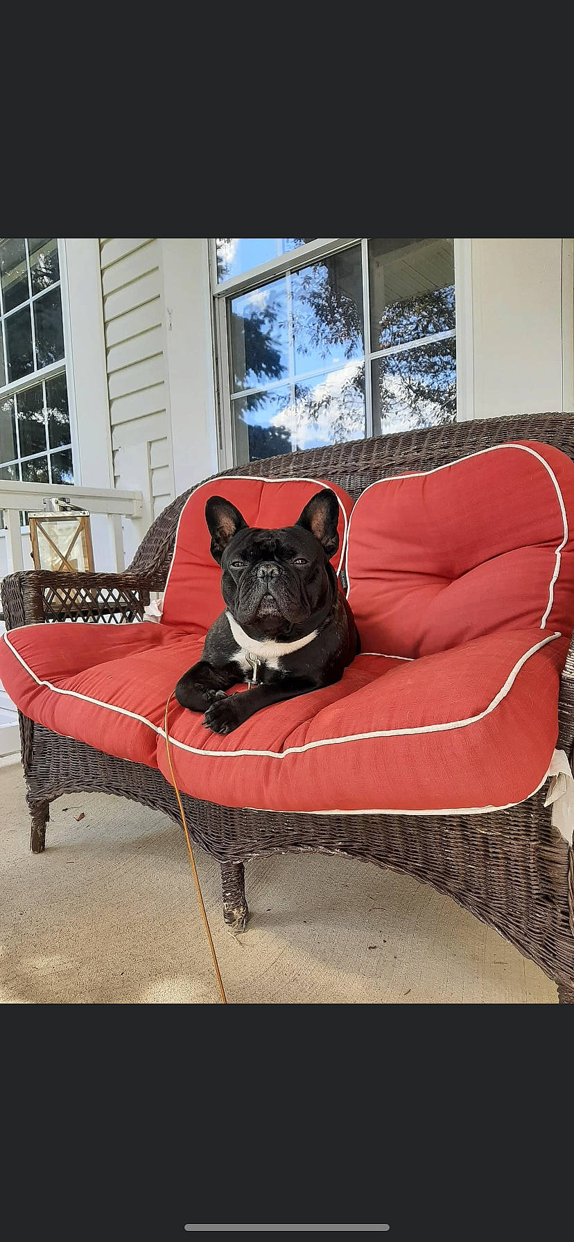 Dexter joined the competition — help win amazing prizes! carnivore, chair, comfort, companion_dog, couch, dog, dog_breed, dog_supply, flooring, lighting, living_room, outdoor_furniture, pet_supply, rectangle, room, sporting_group, studio_couch, tints_and_shades, window, working_animal