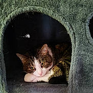 Clem is registered to the contest to win money with this photo: animal, cage, cat, cozy, cute, ears, eyes, feline, fur, home, indoor, nest, paw, pet, resting, sleepy, soft, tabby, texture, whiskers