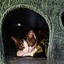 animal, cage, cat, cozy, cute, ears, eyes, feline, fur, home, indoor, nest, paw, pet, resting, sleepy, soft, tabby, texture, whiskers