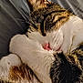 animal, cat, close_up, cozy, cute, cute_pet, domestic_cat, feline, fur, indoor, paw, pet, pink_nose, portrait, relaxed, resting, sleeping, soft, tabby, whiskers