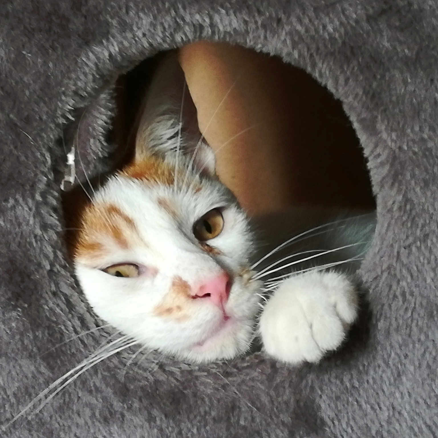 Saku