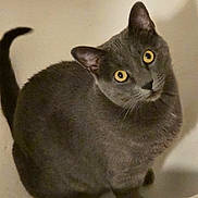 Daisy joined the competition — help win amazing prizes! cat, gray_cat, yellow_eyes, pet, animal, feline, curious, indoor, bathroom, bathtub, looking_up, whiskers, ears, fur, domestic_animal, cute, pets, companion, sitting, tail