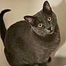cat, gray_cat, yellow_eyes, pet, animal, feline, curious, indoor, bathroom, bathtub, looking_up, whiskers, ears, fur, domestic_animal, cute, pets, companion, sitting, tail