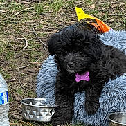 Bella joined the competition — help win amazing prizes! animal, black_puppy, cute, dog, fluffy, grass, ground, metal_bowl, nature, outdoor, pet, pet_bed, puppy, purple_tag, relaxing, resting, small_dog, twigs, water_bottle, young_dog