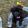 animal, black_puppy, cute, dog, fluffy, grass, ground, metal_bowl, nature, outdoor, pet, pet_bed, puppy, purple_tag, relaxing, resting, small_dog, twigs, water_bottle, young_dog