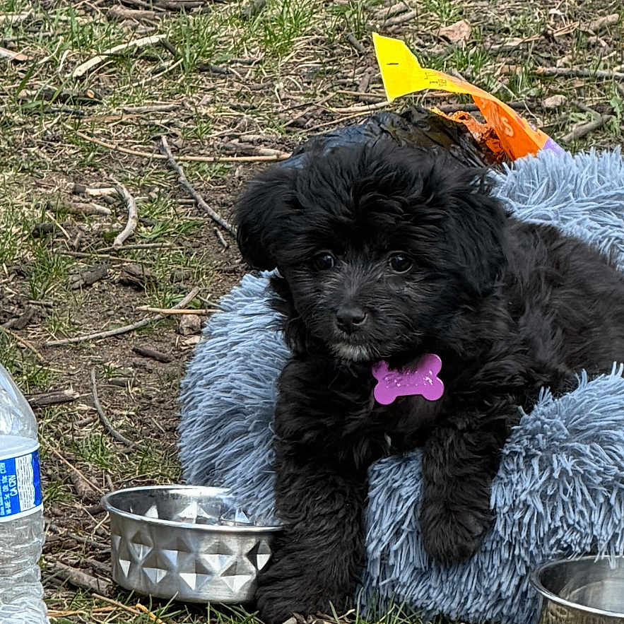 Bella