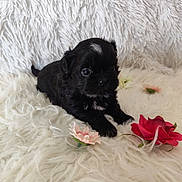 Bountie a rejoint le concours — aidez-le/la à gagner de superbes lots ! adorable, animal, background, black_puppy, close_up, cute, dog, flowers, fluffy, fur, indoor, lying_down, pet, pink_flower, puppy, red_flower, small, soft_texture, white_rug, young