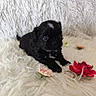 adorable, animal, background, black_puppy, close_up, cute, dog, flowers, fluffy, fur, indoor, lying_down, pet, pink_flower, puppy, red_flower, small, soft_texture, white_rug, young