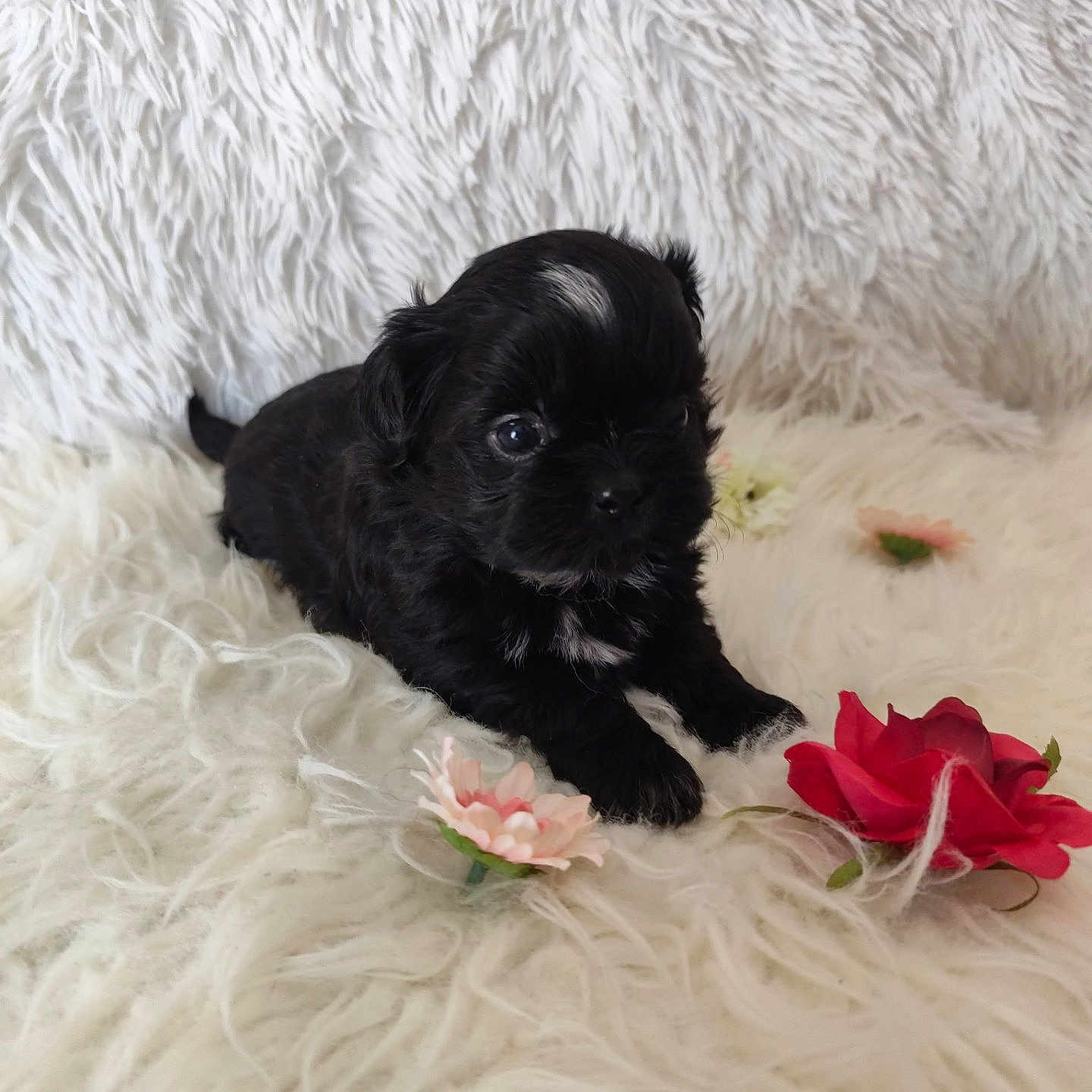 Bountie a rejoint le concours — aidez-le/la à gagner de superbes lots ! adorable, animal, background, black_puppy, close_up, cute, dog, flowers, fluffy, fur, indoor, lying_down, pet, pink_flower, puppy, red_flower, small, soft_texture, white_rug, young