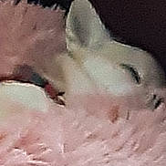 Lili participe au concours pour gagner de l'argent avec cette photo : animal, blanket, close_up, comfort, cozy, cute, domestic_animal, ear, fur, furry, indoor, mammal, pet, pink, relaxing, resting, sleeping, snuggle, soft, warm