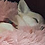 animal, blanket, close_up, comfort, cozy, cute, domestic_animal, ear, fur, furry, indoor, mammal, pet, pink, relaxing, resting, sleeping, snuggle, soft, warm