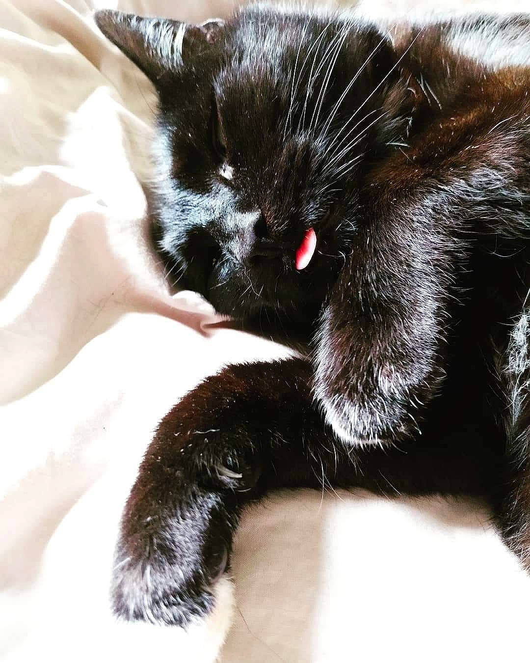 Faya a rejoint le concours — aidez-le/la à gagner de superbes lots ! black_cat, carnivore, cat, claw, comfort, eye, felidae, fur, human_body, mammal, nail, nap, paw, small_to_medium_sized_cats, snout, tail, terrestrial_animal, whiskers