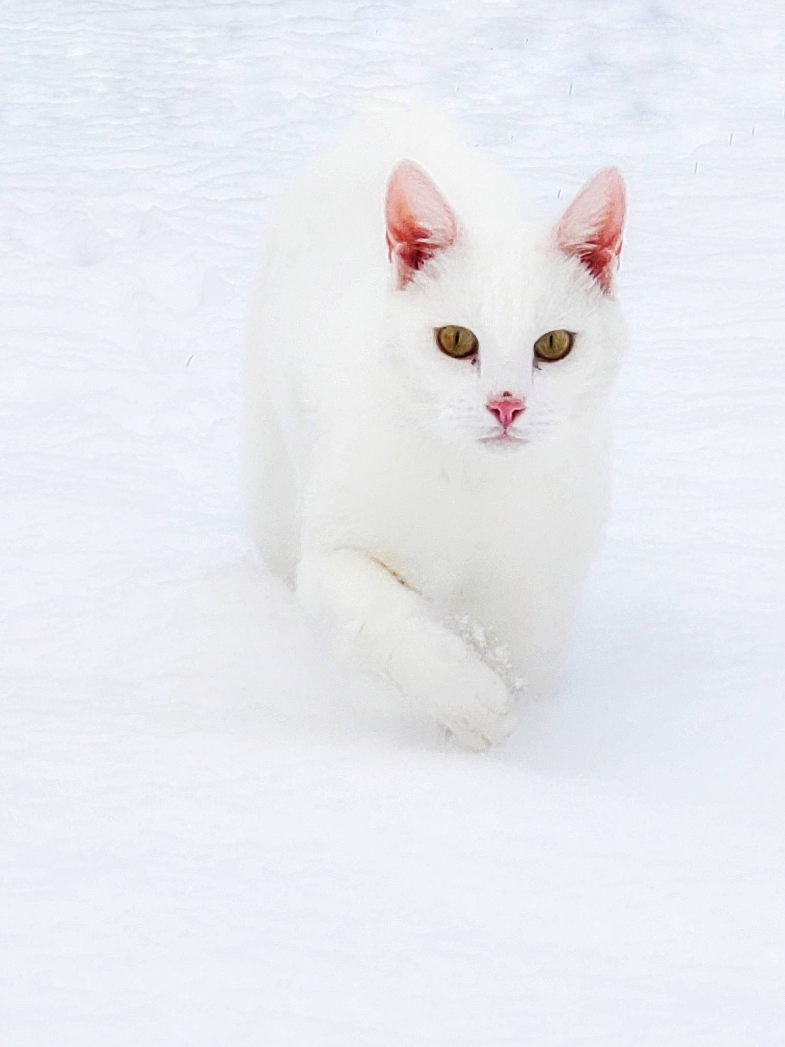 Flocon participe au concours pour gagner de l'argent avec cette photo : carnivore, cat, fawn, felidae, fur, paw, small_to_medium_sized_cats, snout, snow, tail, terrestrial_animal, whiskers