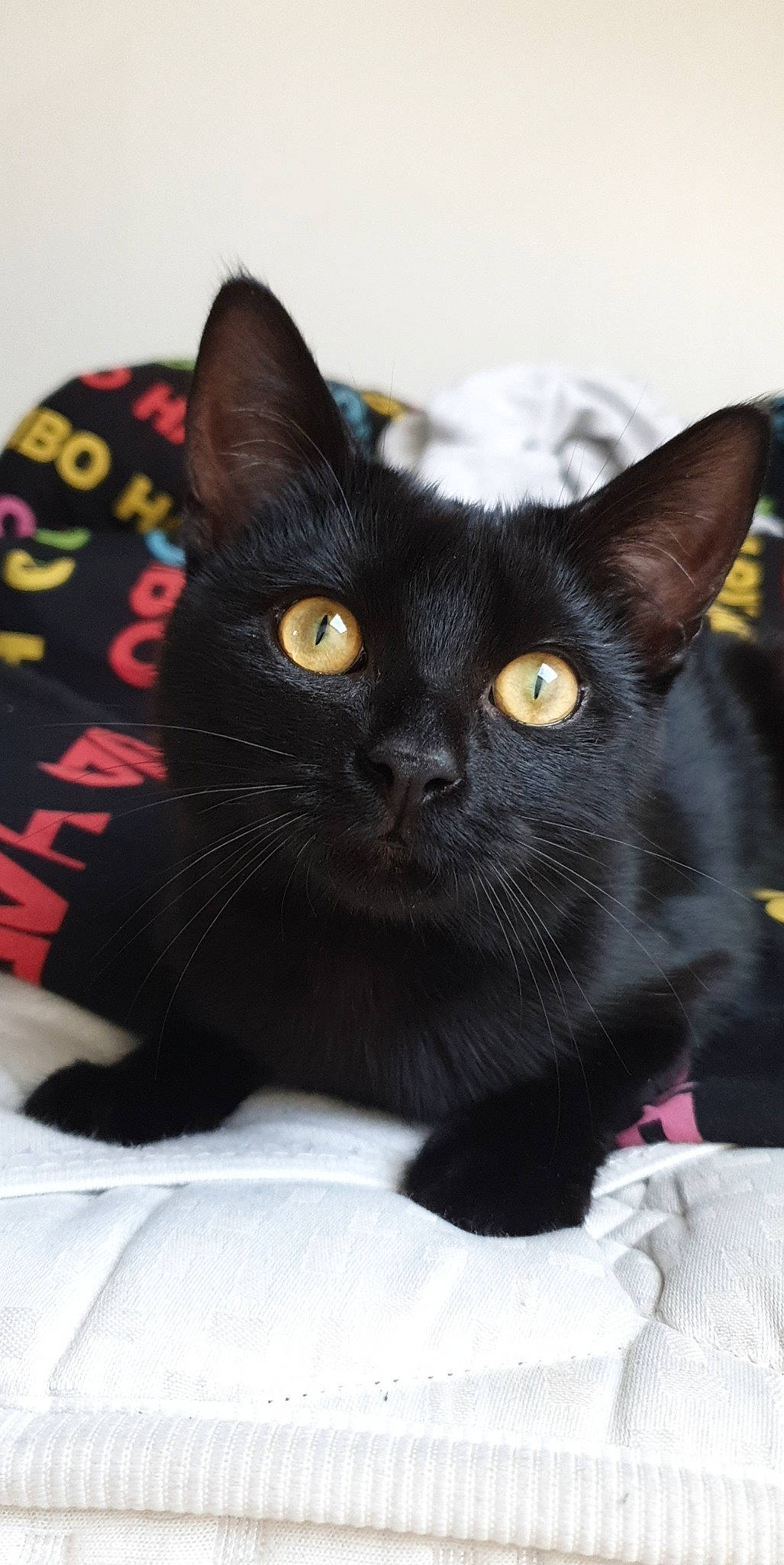 Obi participe au concours pour gagner de l'argent avec cette photo : asian, black_cat, bombay, burmese, carnivore, cat, domestic_short_haired_cat, felidae, havana_brown, mammal, oriental_shorthair, small_to_medium_sized_cats, snout, vertebrate, whiskers