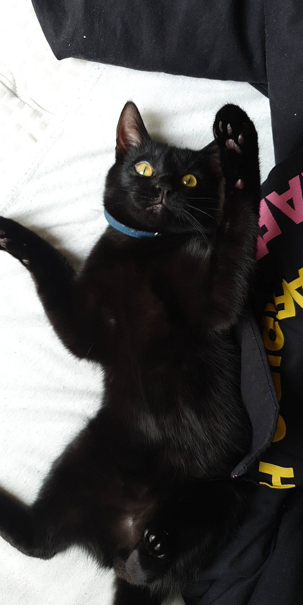 Obi participe au concours pour gagner de l'argent avec cette photo : asian, black, black_cat, bombay, british_shorthair, burmese, carnivore, cat, domestic_short_haired_cat, eye, felidae, kitten, mammal, small_to_medium_sized_cats, snout, tail, vertebrate, whiskers