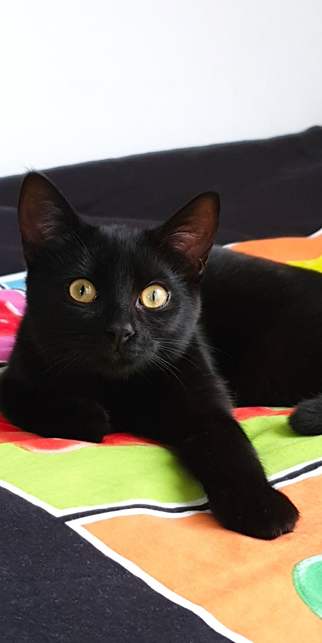 Obi a rejoint le concours — aidez-le/la à gagner de superbes lots ! asian, black, black_cat, bombay, british_shorthair, burmese, carnivore, cat, chartreux, domestic_short_haired_cat, felidae, havana_brown, kitten, korat, mammal, small_to_medium_sized_cats, vertebrate, whiskers