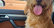 Zake a rejoint le concours — aidez-le/la à gagner de superbes lots ! dog, shaggy_dog, golden_dog, pet, animal, sitting, tongue_out, panting, happy, portrait, car, passenger_seat, leather_seat, vehicle_interior, road_trip, orange_van, blue_sky, outdoor, daylight, funny_pet