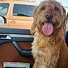 dog, shaggy_dog, golden_dog, pet, animal, sitting, tongue_out, panting, happy, portrait, car, passenger_seat, leather_seat, vehicle_interior, road_trip, orange_van, blue_sky, outdoor, daylight, funny_pet