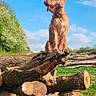 Zake a rejoint le concours — aidez-le/la à gagner de superbes lots ! dog, canine, shaggy_fur, brown_dog, standing, outdoors, forest, woodland, logs, cut_trees, tree_trunks, nature, grass, blue_sky, clouds, sunlight, happy, tongue_out, animal_portrait, rural_landscape
