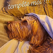 Zake a rejoint le concours — aidez-le/la à gagner de superbes lots ! dog, pet, shaggy_dog, sleeping, lying_down, bed, blanket, pillow, bedroom, indoors, cozy, relaxed, fur, brown_dog, long_hair, resting, portrait, warm_lighting, text_overlay, french_text