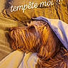 dog, pet, shaggy_dog, sleeping, lying_down, bed, blanket, pillow, bedroom, indoors, cozy, relaxed, fur, brown_dog, long_hair, resting, portrait, warm_lighting, text_overlay, french_text