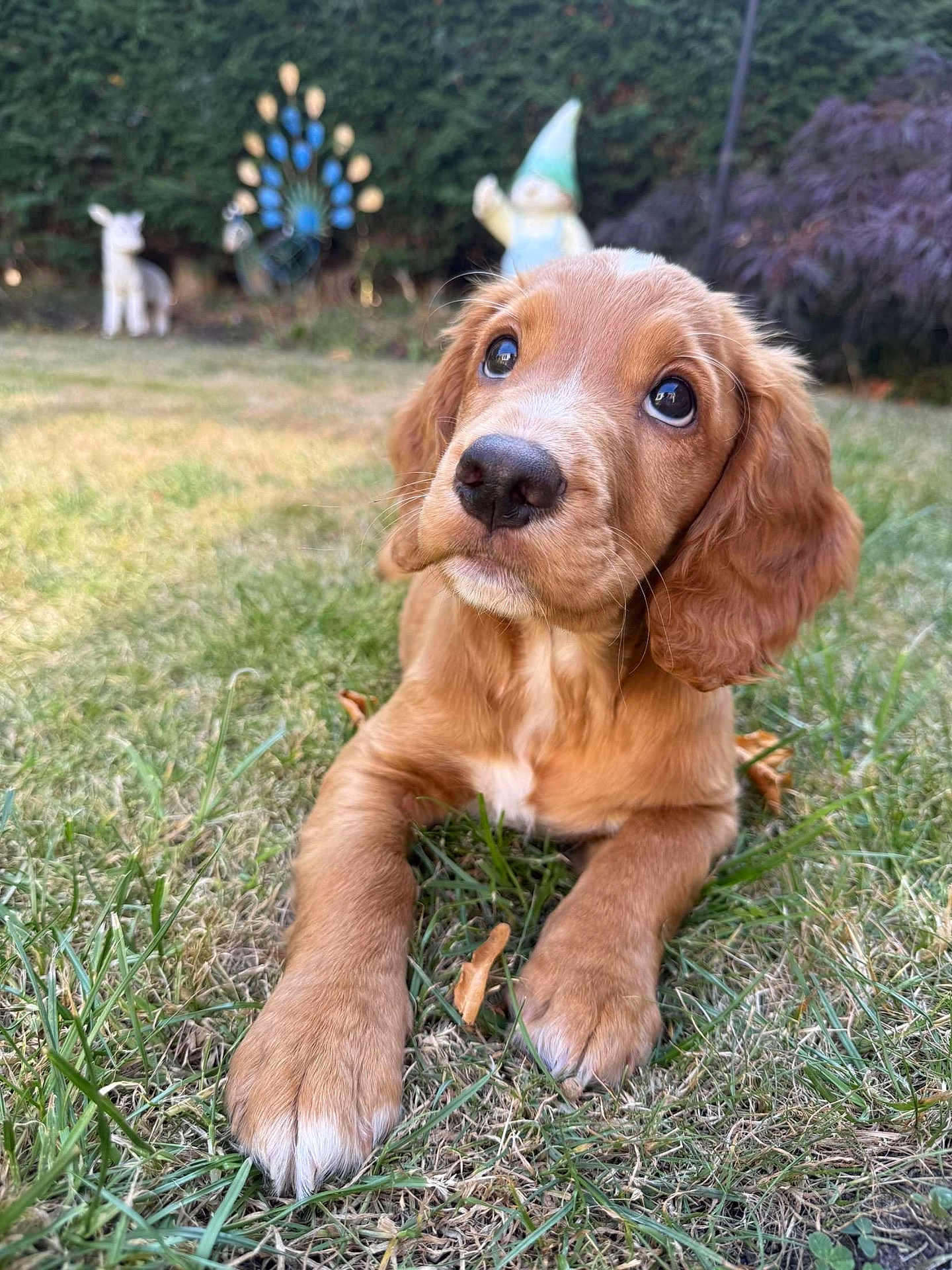 Lola