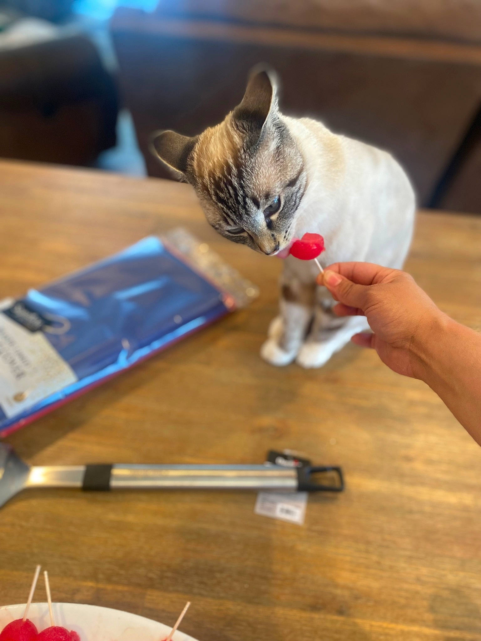 Hunter joined the competition — help win amazing prizes! brush, carmine, carnivore, cat, cutlery, desk, domestic_short_haired_cat, eyewear, felidae, finger, fur, hardwood, musical_instrument, nail, small_to_medium_sized_cats, sunglasses, table, tableware, whiskers, wood