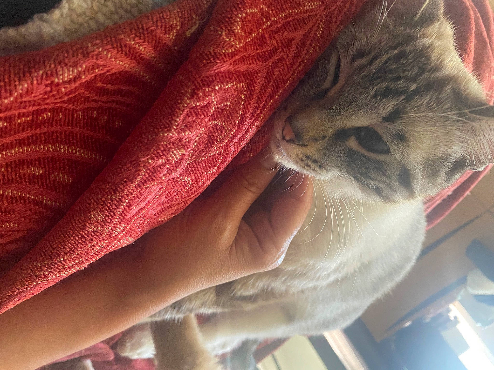 Hunter is registered to the contest to win money with this photo: carnivore, cat, comfort, domestic_short_haired_cat, fashion_accessory, felidae, flesh, fur, gesture, hand, magenta, nail, pattern, peach, small_to_medium_sized_cats, snout, thread, thumb, whiskers, wool